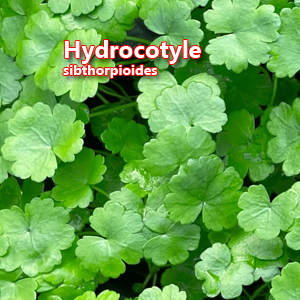 Hydrocotyle sibthorpioides